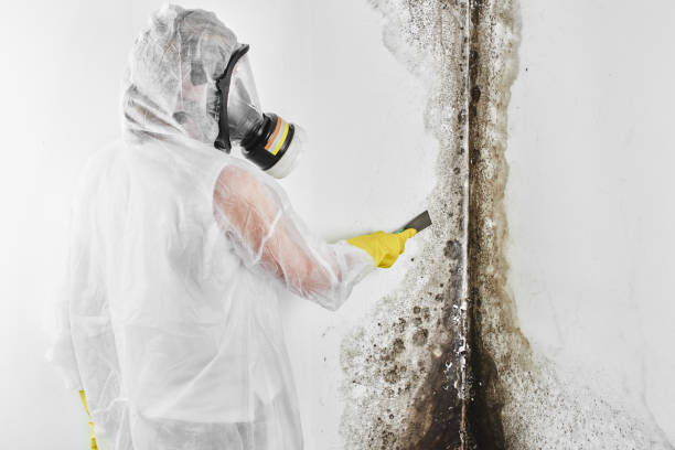 Best Mold Testing  in Santee, CA