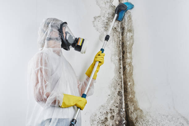 Best Certified Mold Removal  in Santee, CA