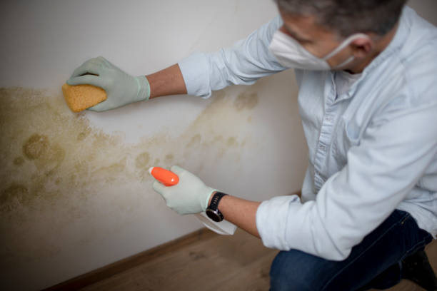Trusted Santee, CA Mold Removal Experts