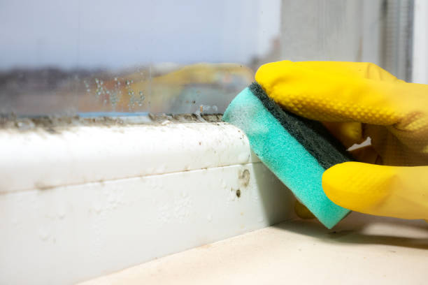 Best Fast Mold Removal  in Santee, CA