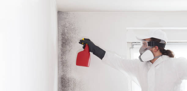 Best Mold Remediation Experts  in Santee, CA