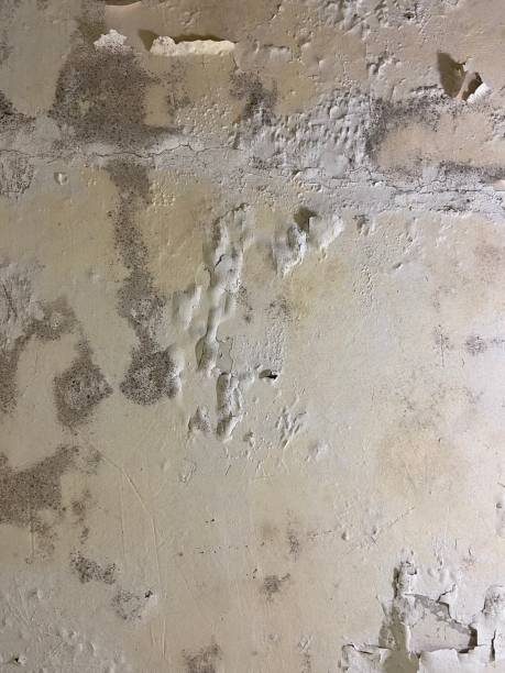  Santee, CA Mold Removal Pros