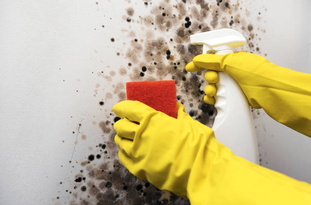 Best Crawl Space Mold Removal  in Santee, CA