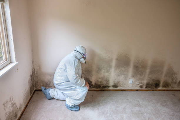 Home Mold Removal in Santee, CA