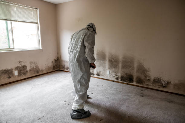 Best Commercial Mold Removal  in Santee, CA