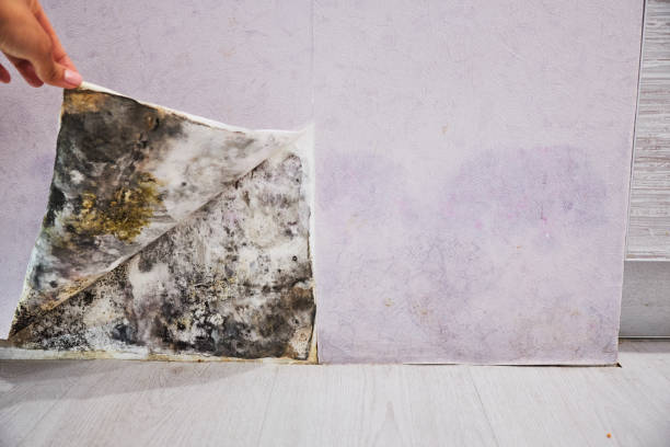 Water Damage Restoration in Santee, CA